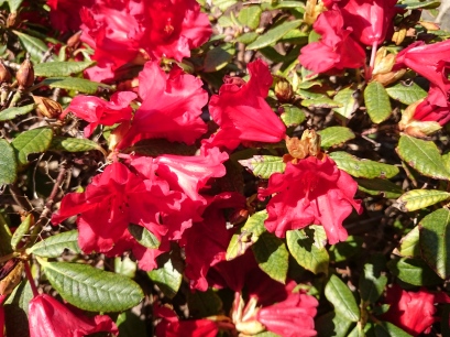 Der erste Rhododendron